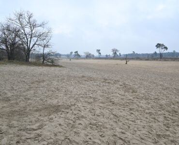 Loons en Drunense Duinen